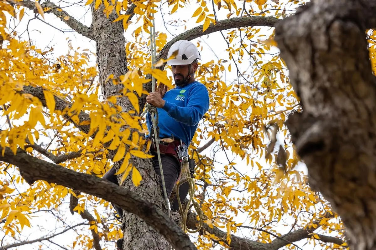 Skilled Emergency Tree Service crew working in Munith